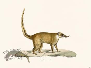 Cuvier 181 Red Coati